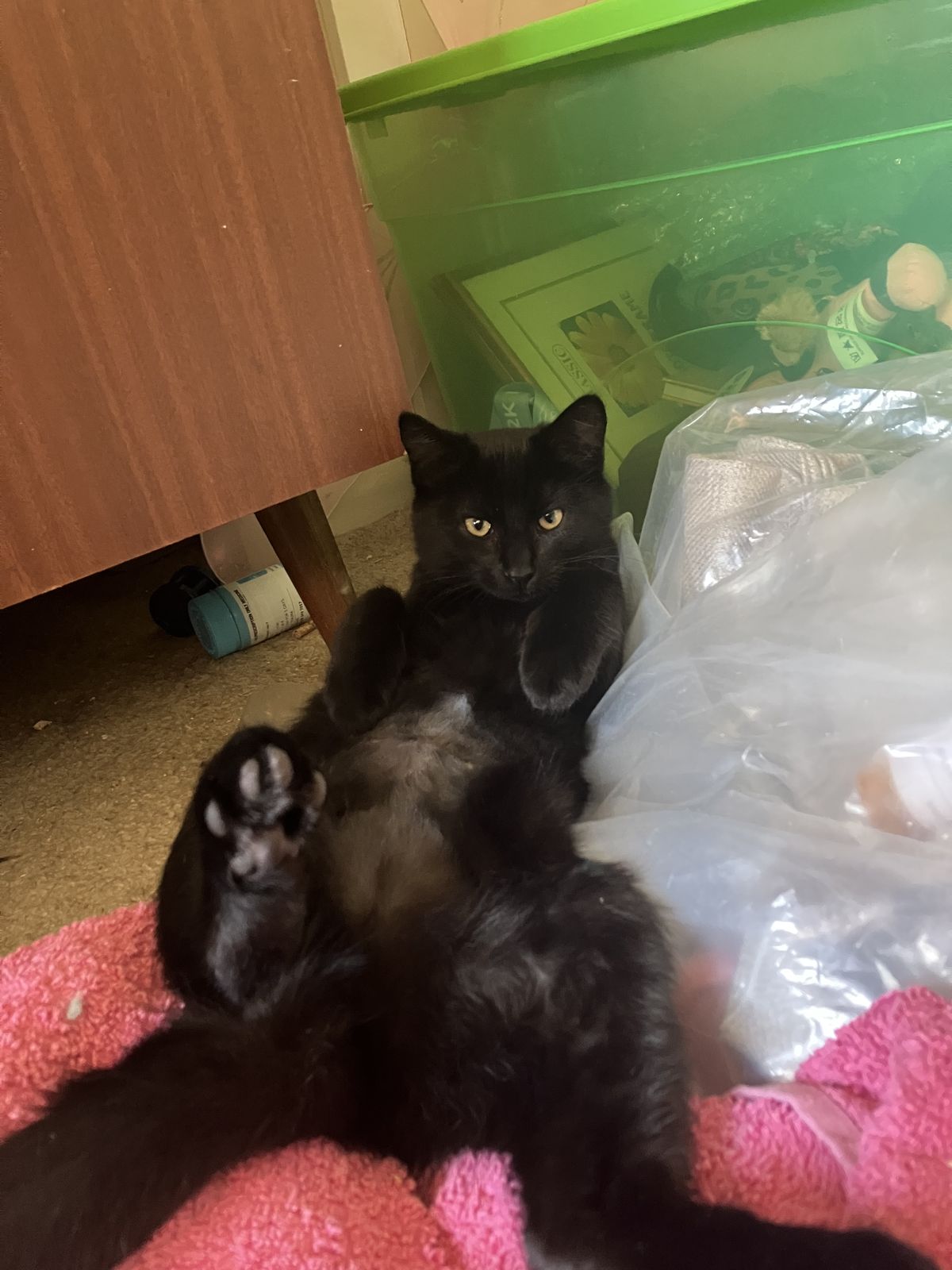 Gallery image: Stephanie Brown