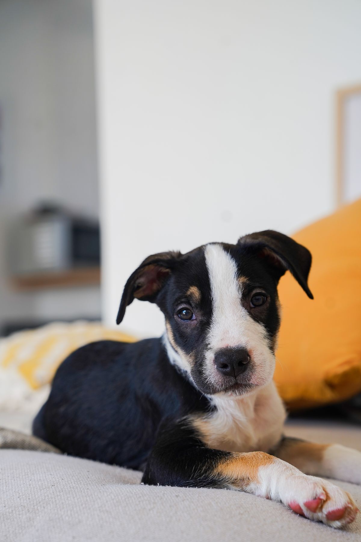 Gallery image: Humphrey