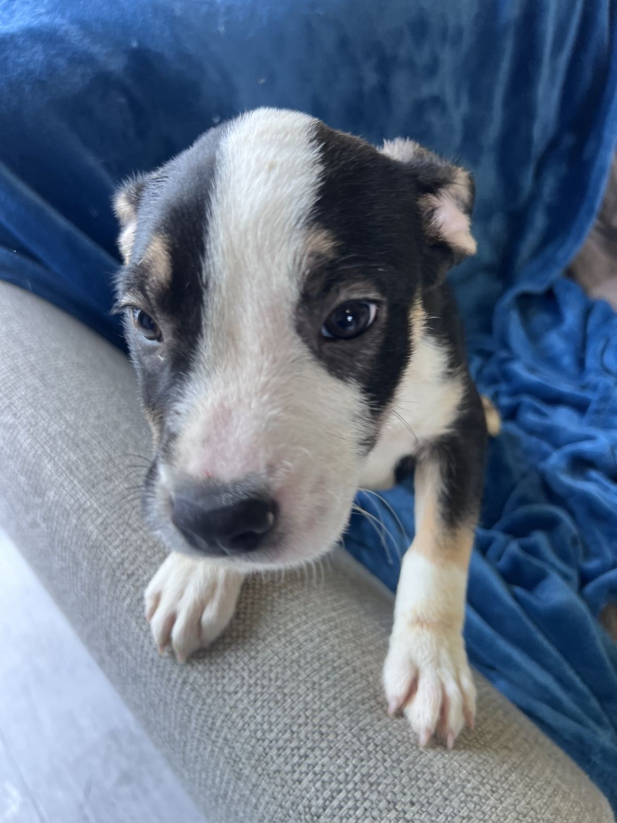 Gallery image: Humphrey