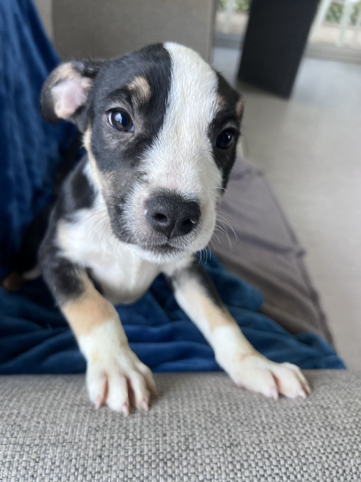 Gallery image: Humphrey