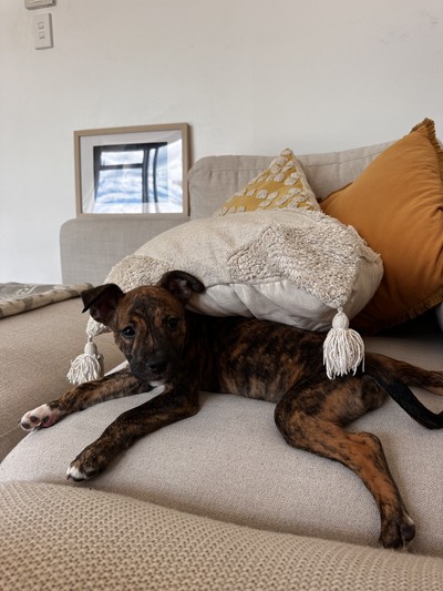 Bonnie - Medium Cross Breed