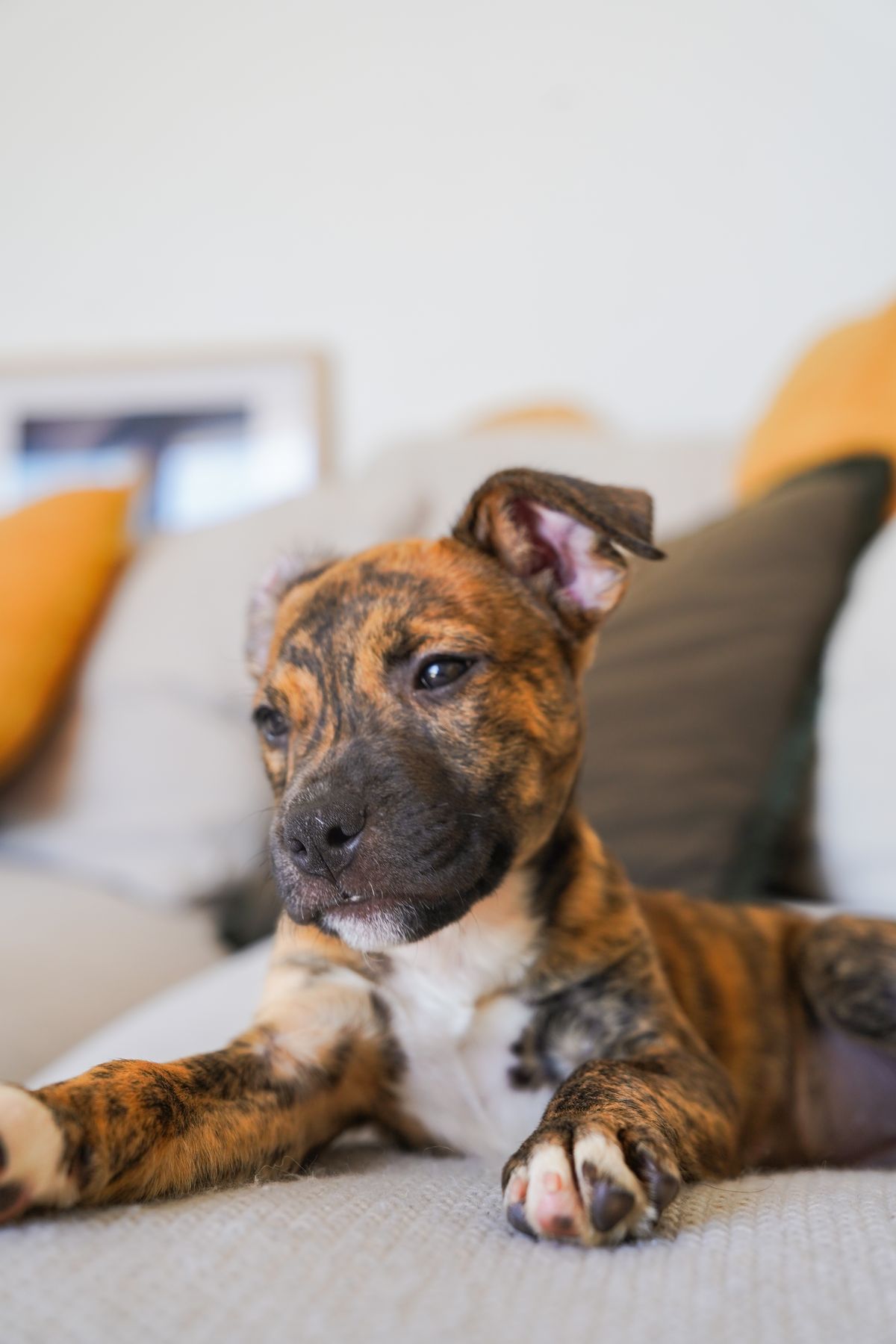 Gallery image: Bonnie