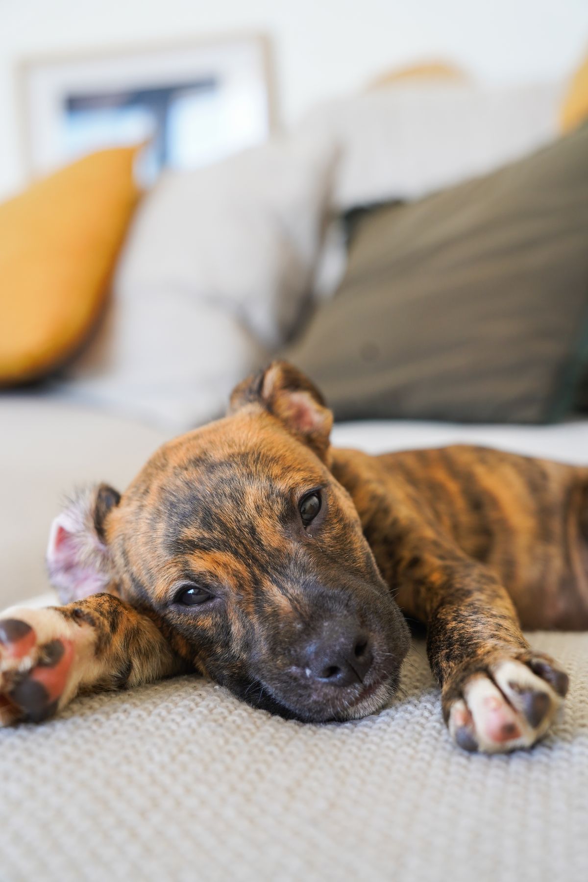 Gallery image: Bonnie