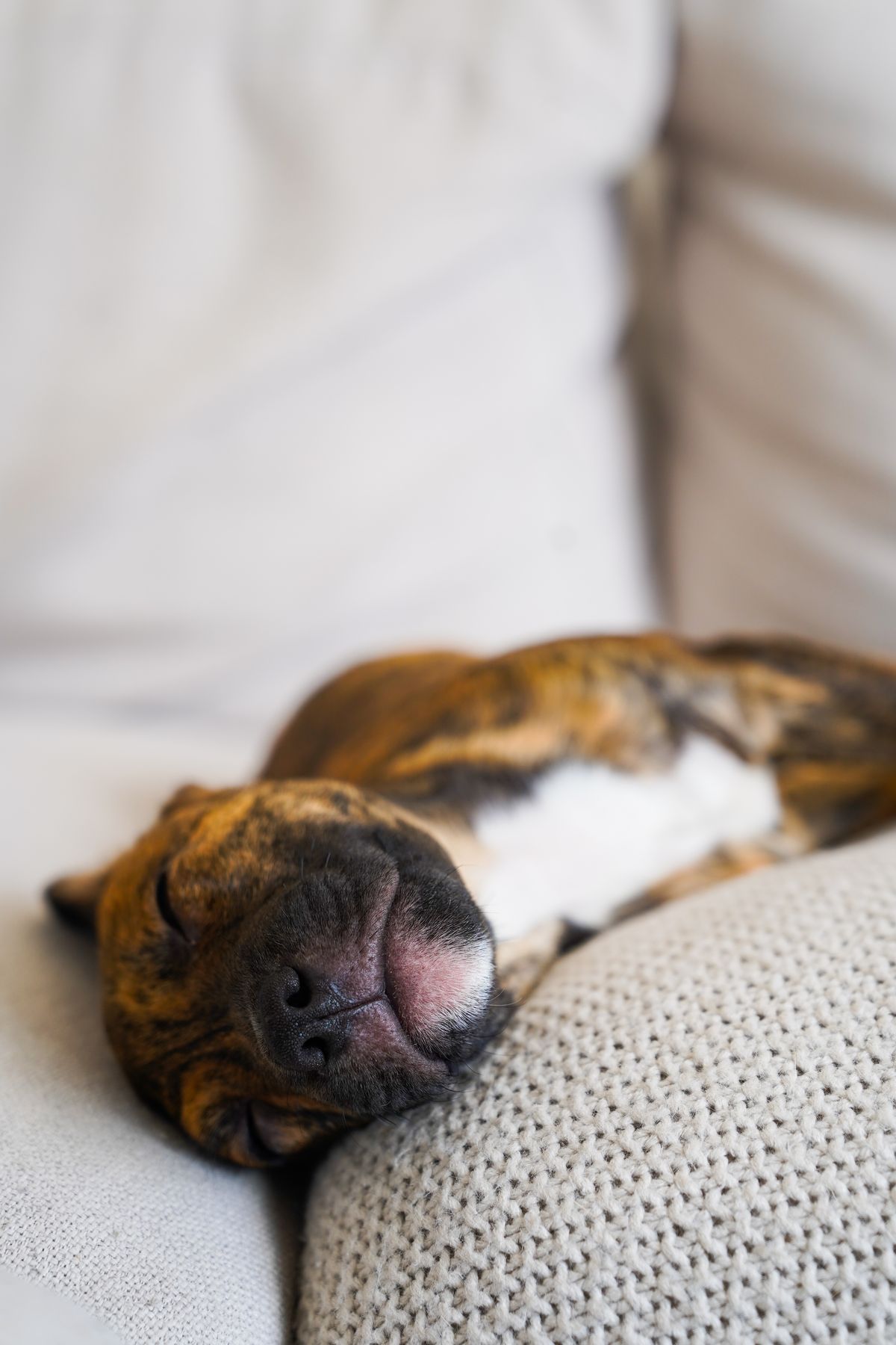 Gallery image: Bonnie