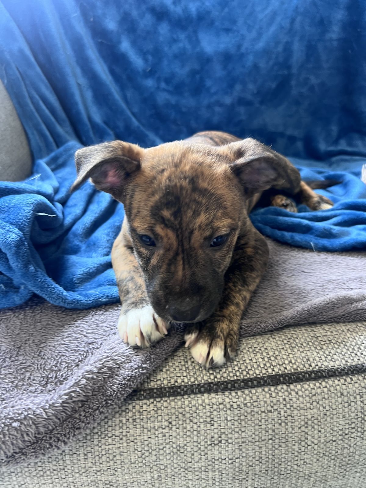 Gallery image: Bonnie