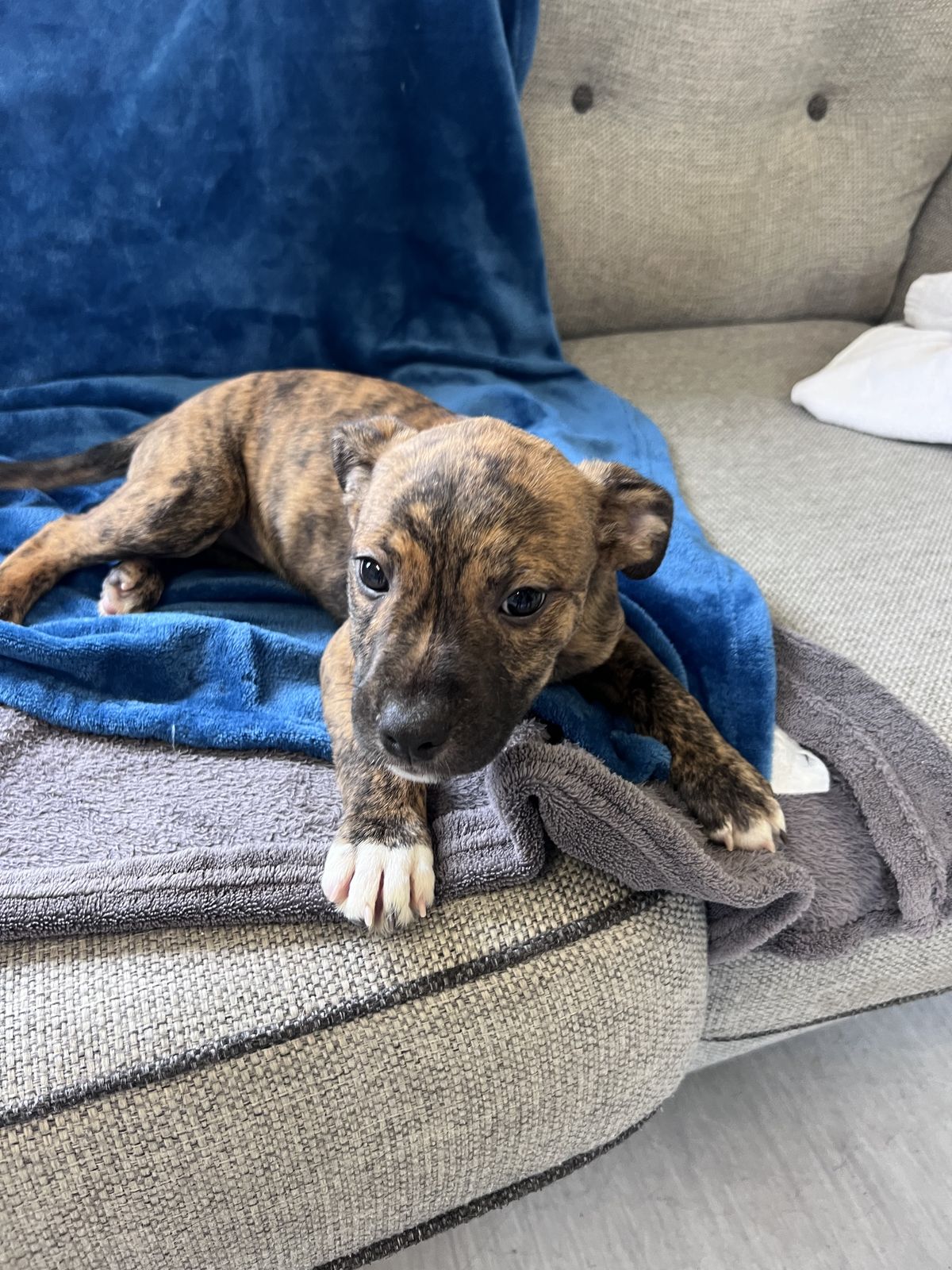 Gallery image: Bonnie