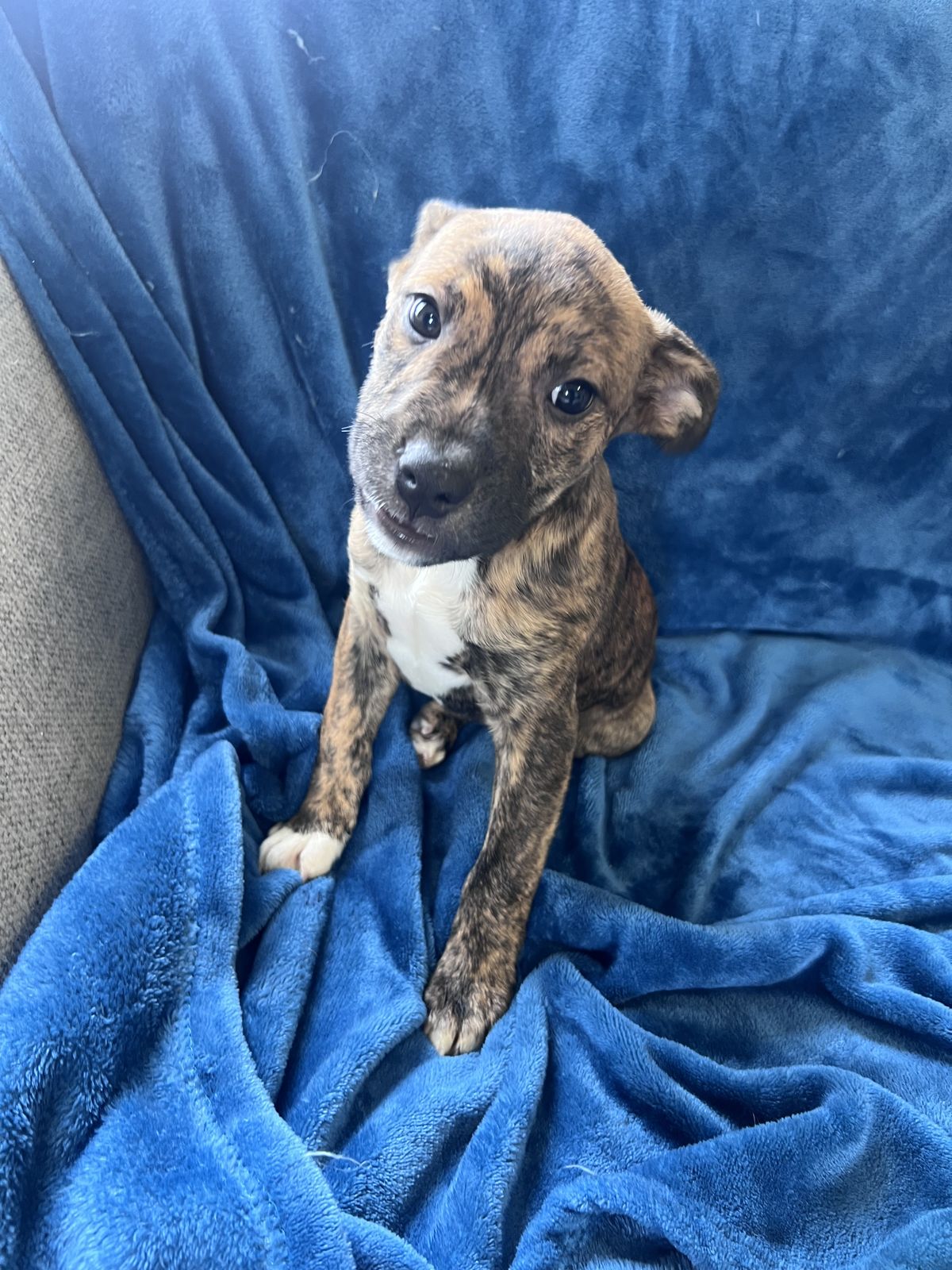 Gallery image: Bonnie