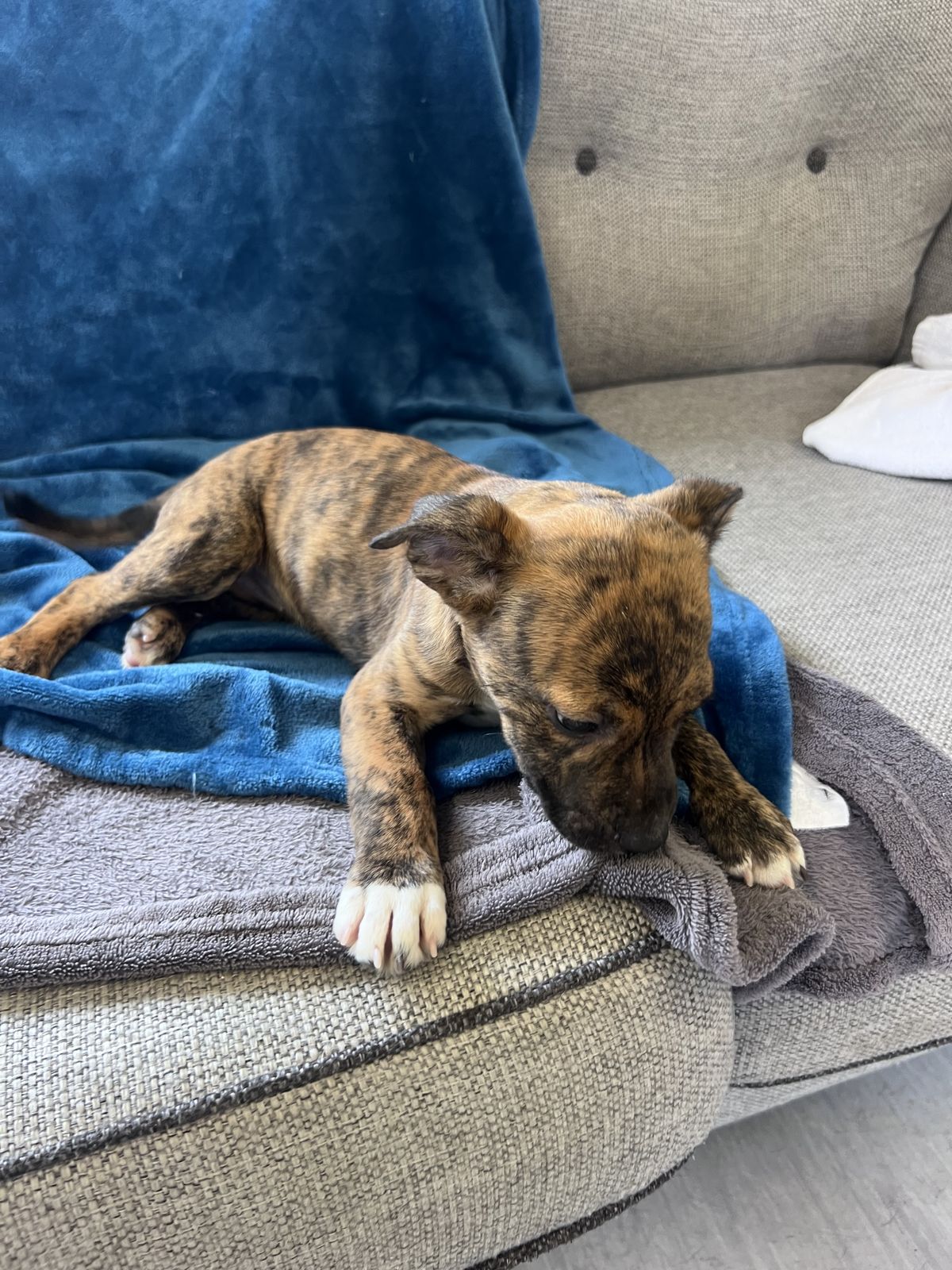 Gallery image: Bonnie