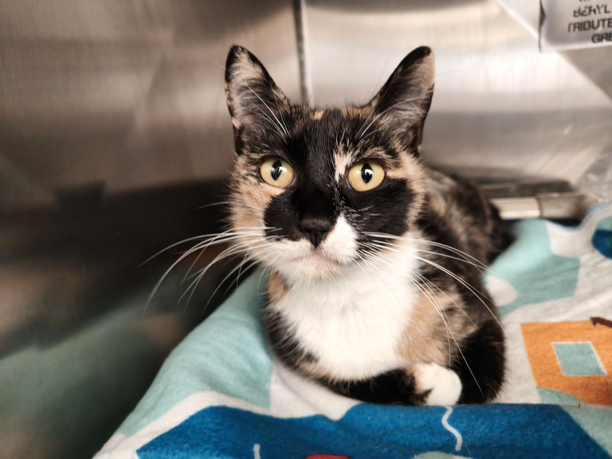 Gallery image: Penny 