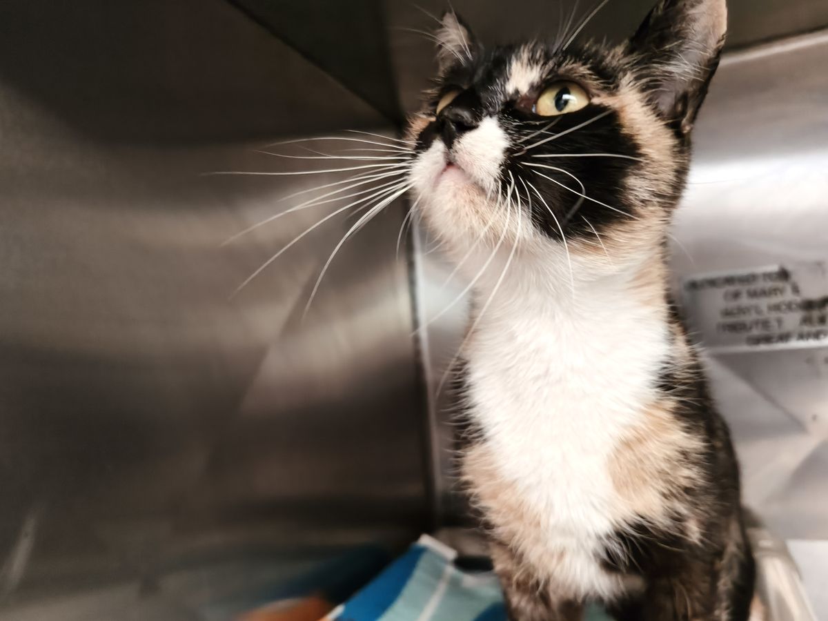 Gallery image: Penny 