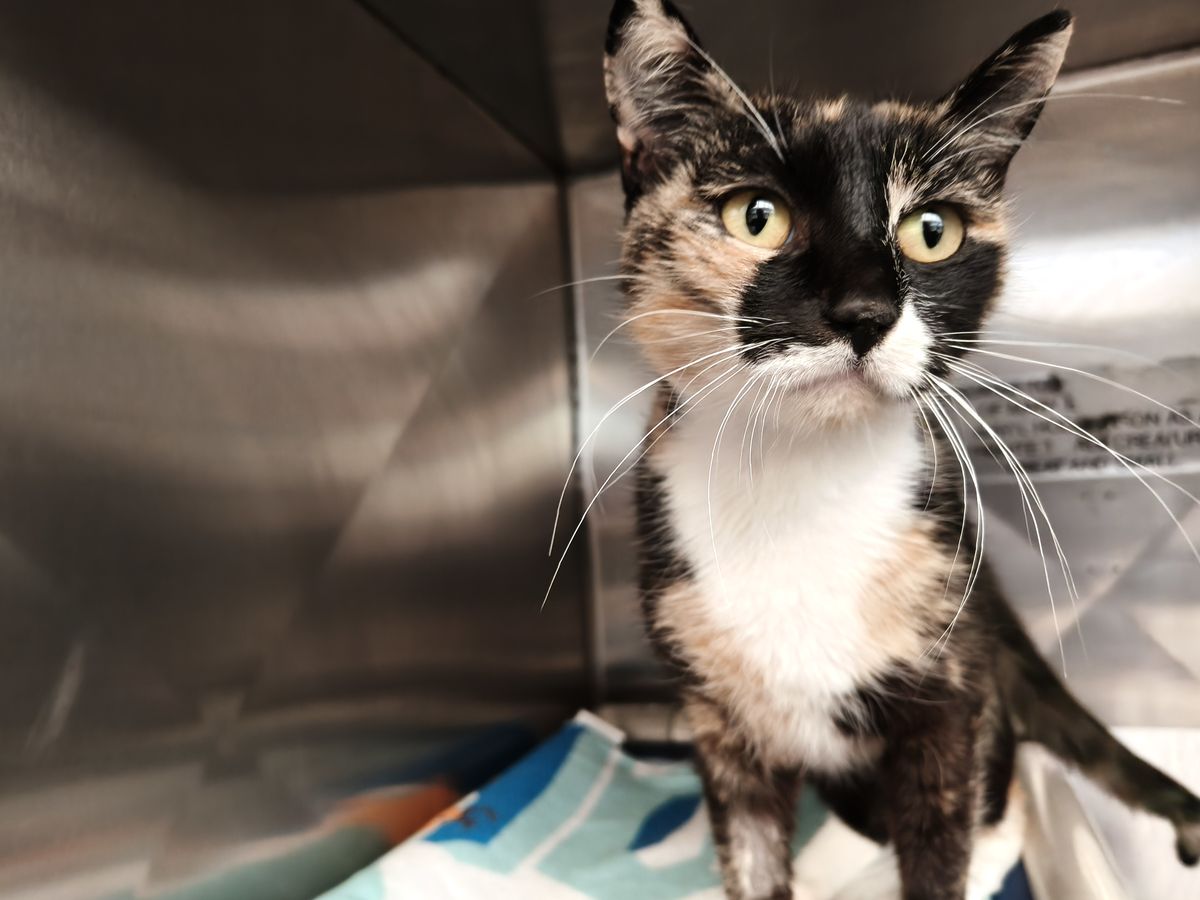 Gallery image: Penny 