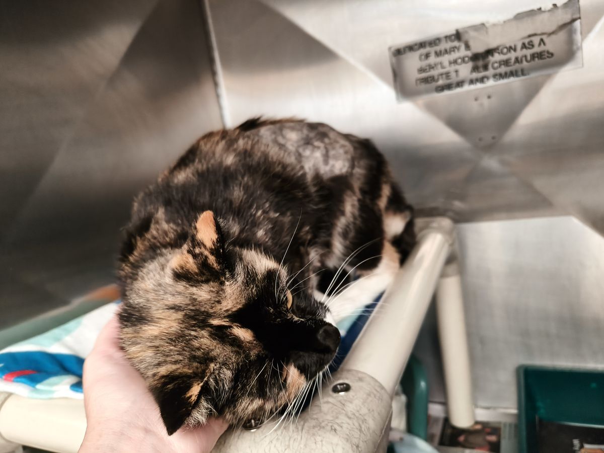 Gallery image: Penny 