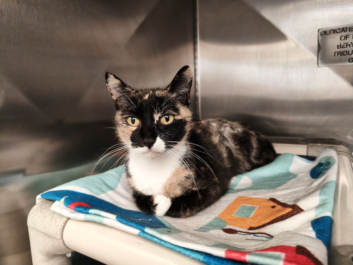 Gallery image: Penny 