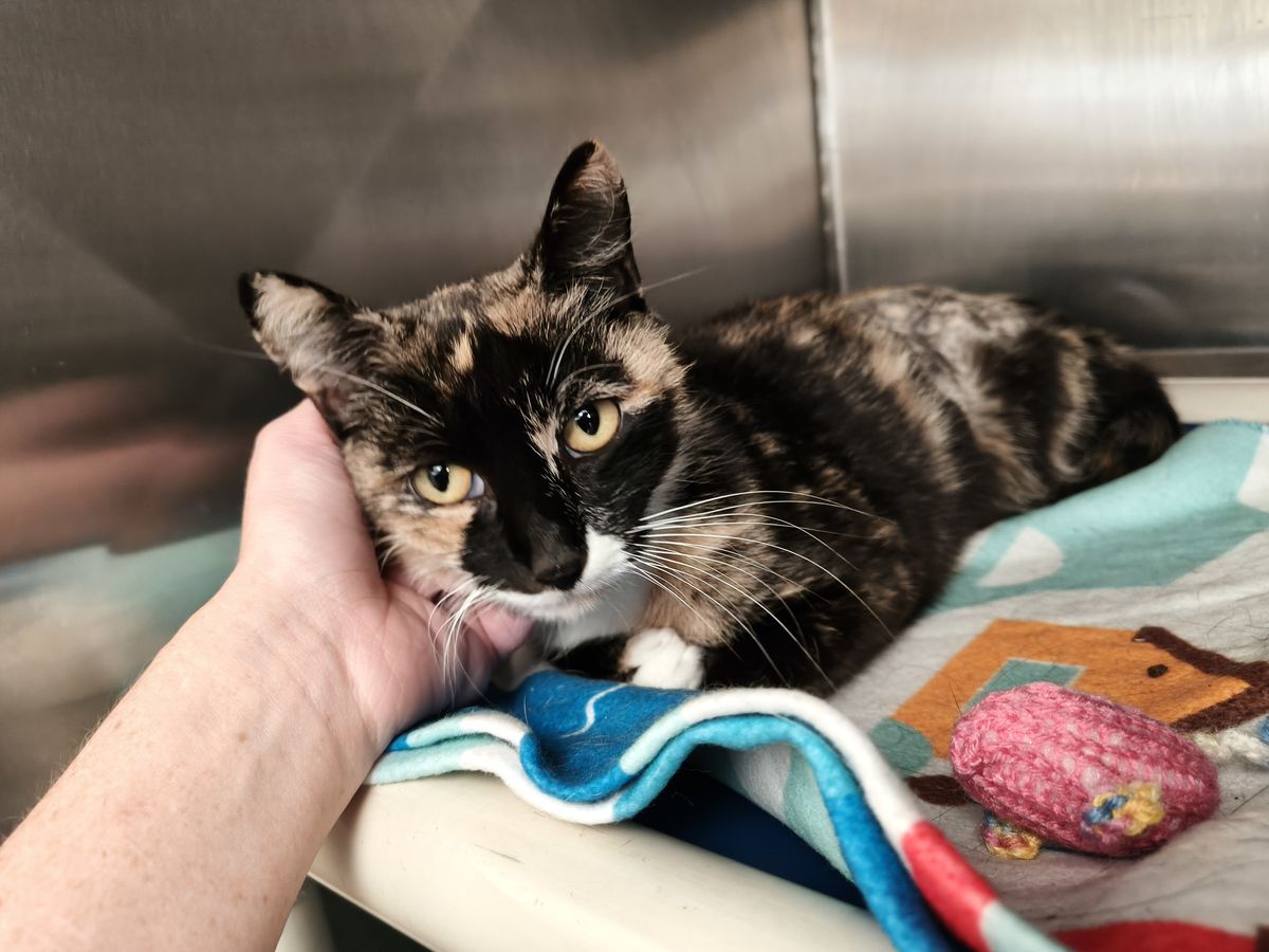 Gallery image: Penny 