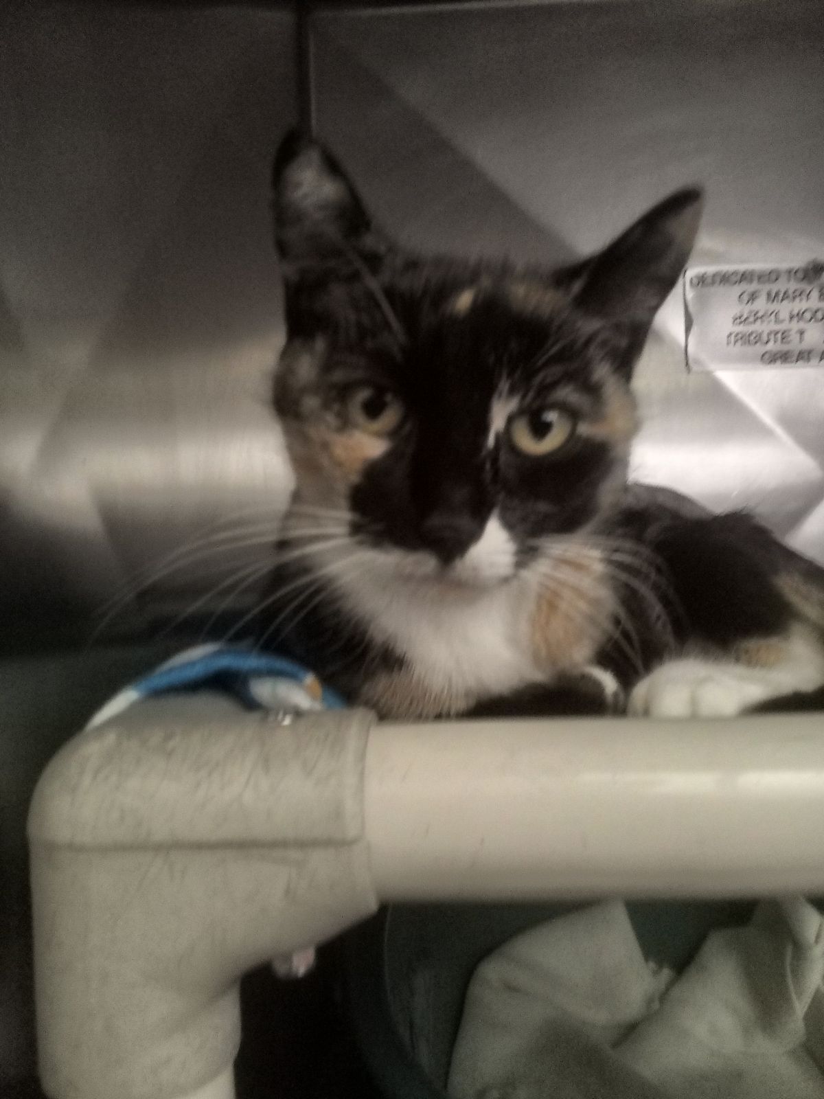 Gallery image: Penny 