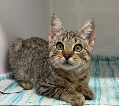 Fig - Domestic Short Hair