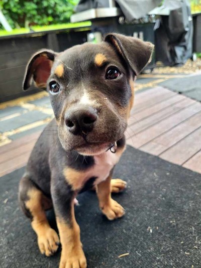 Jack - Medium Cross Breed