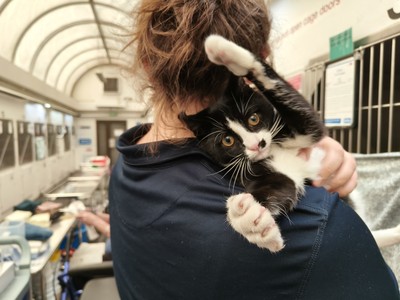 Monopoly - Domestic Short Hair