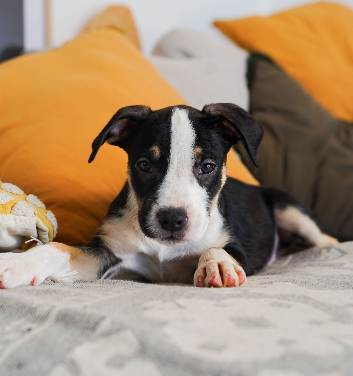 Gallery image: Humphrey