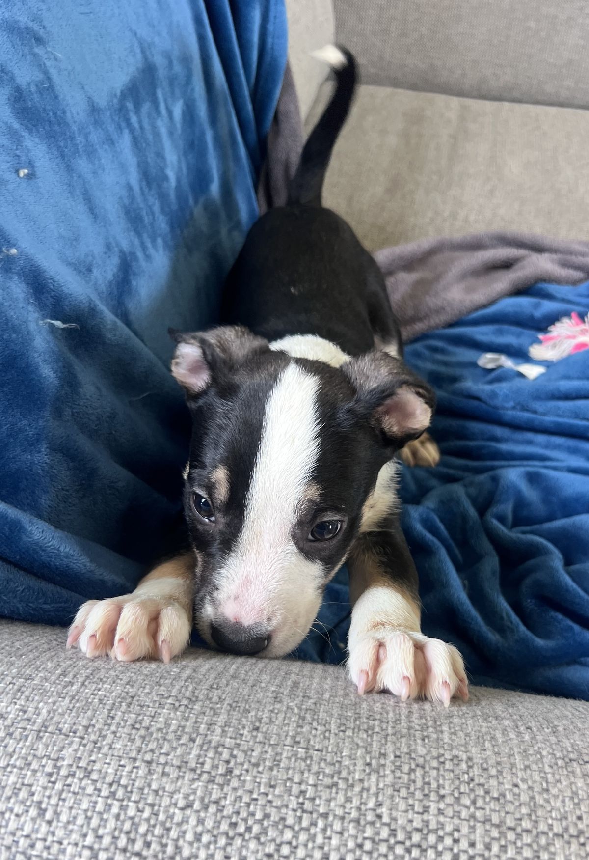 Gallery image: Humphrey