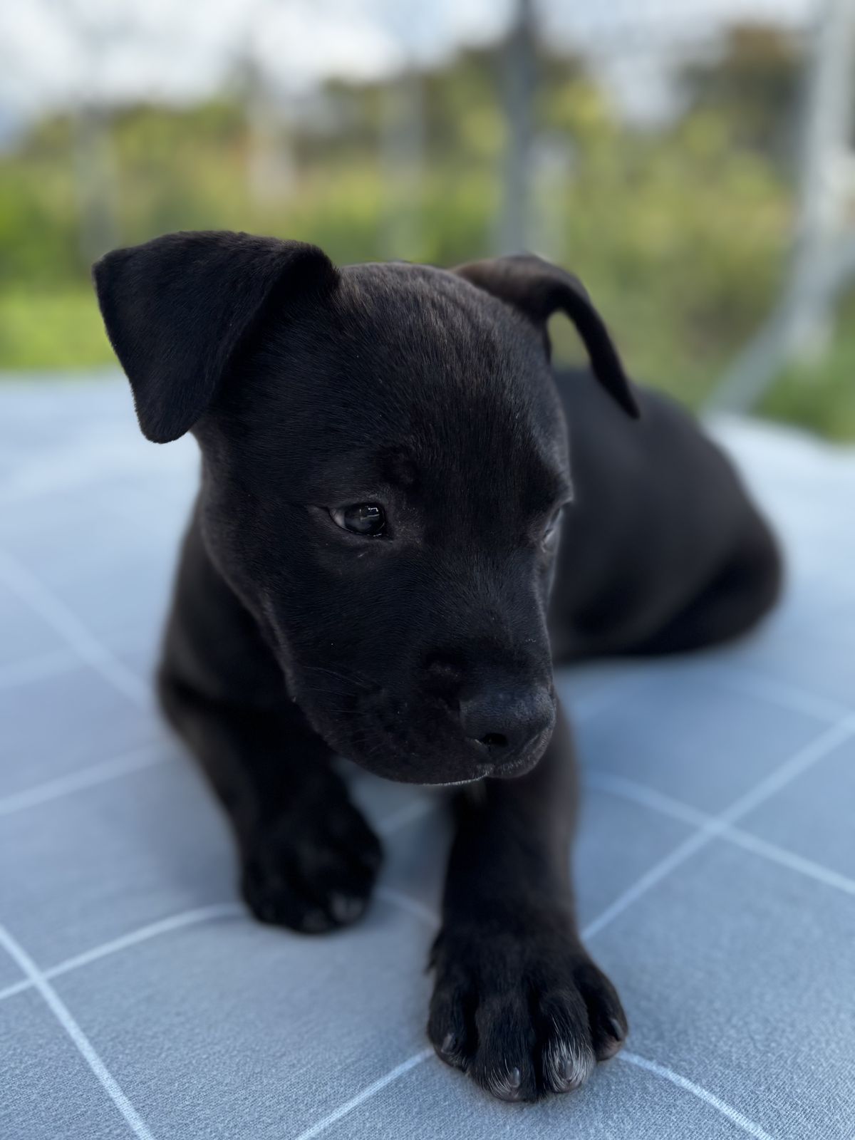 Gallery image: Romeo