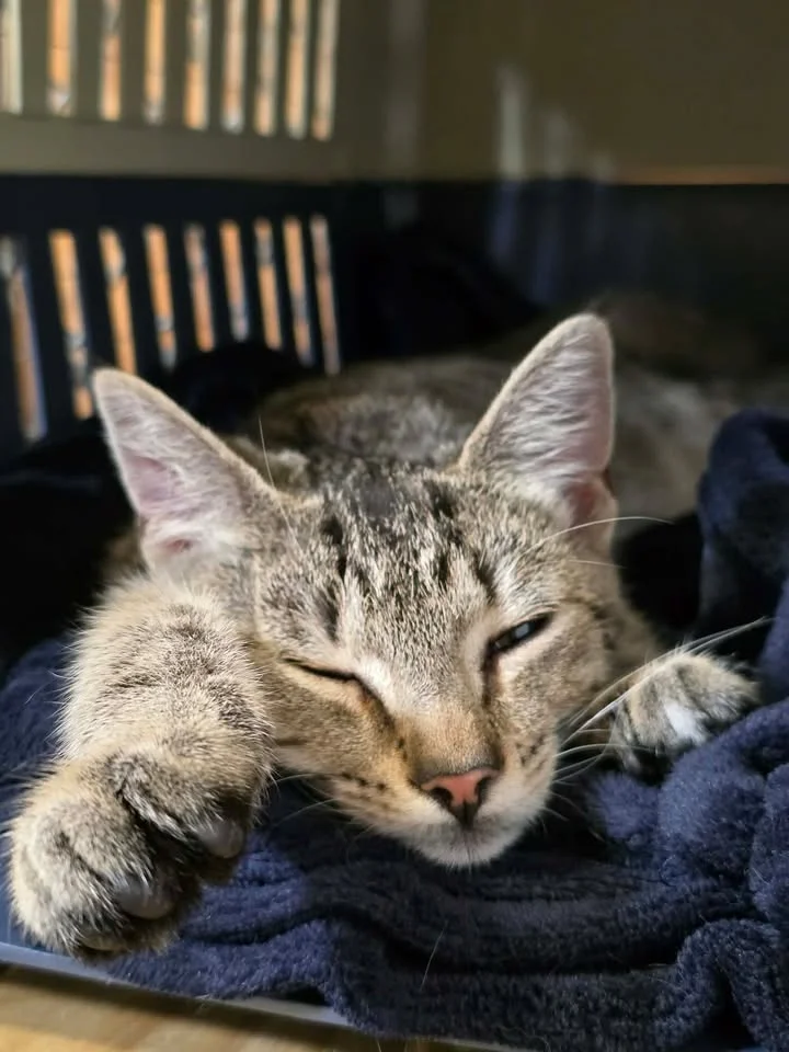 Gallery image: Comet