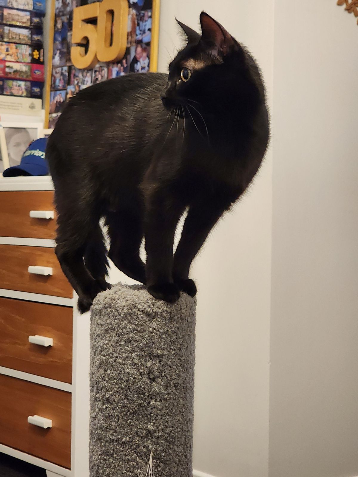 Gallery image: Bella