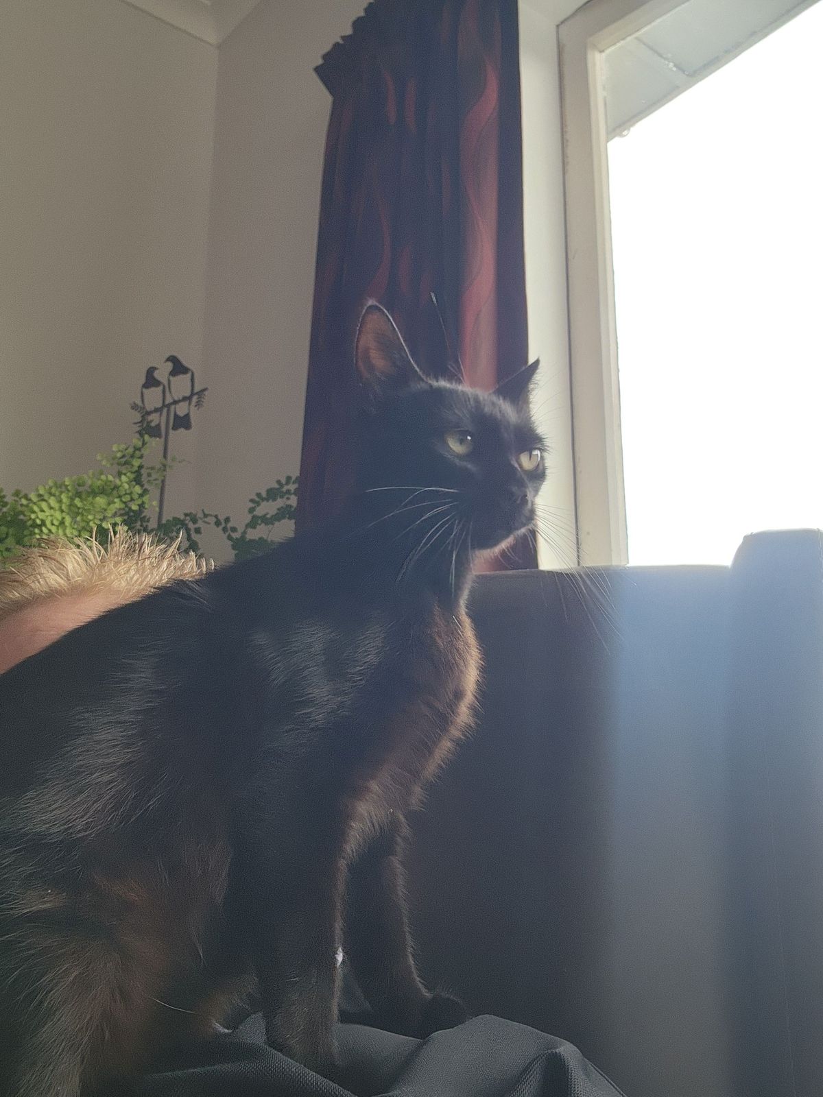 Gallery image: Bella