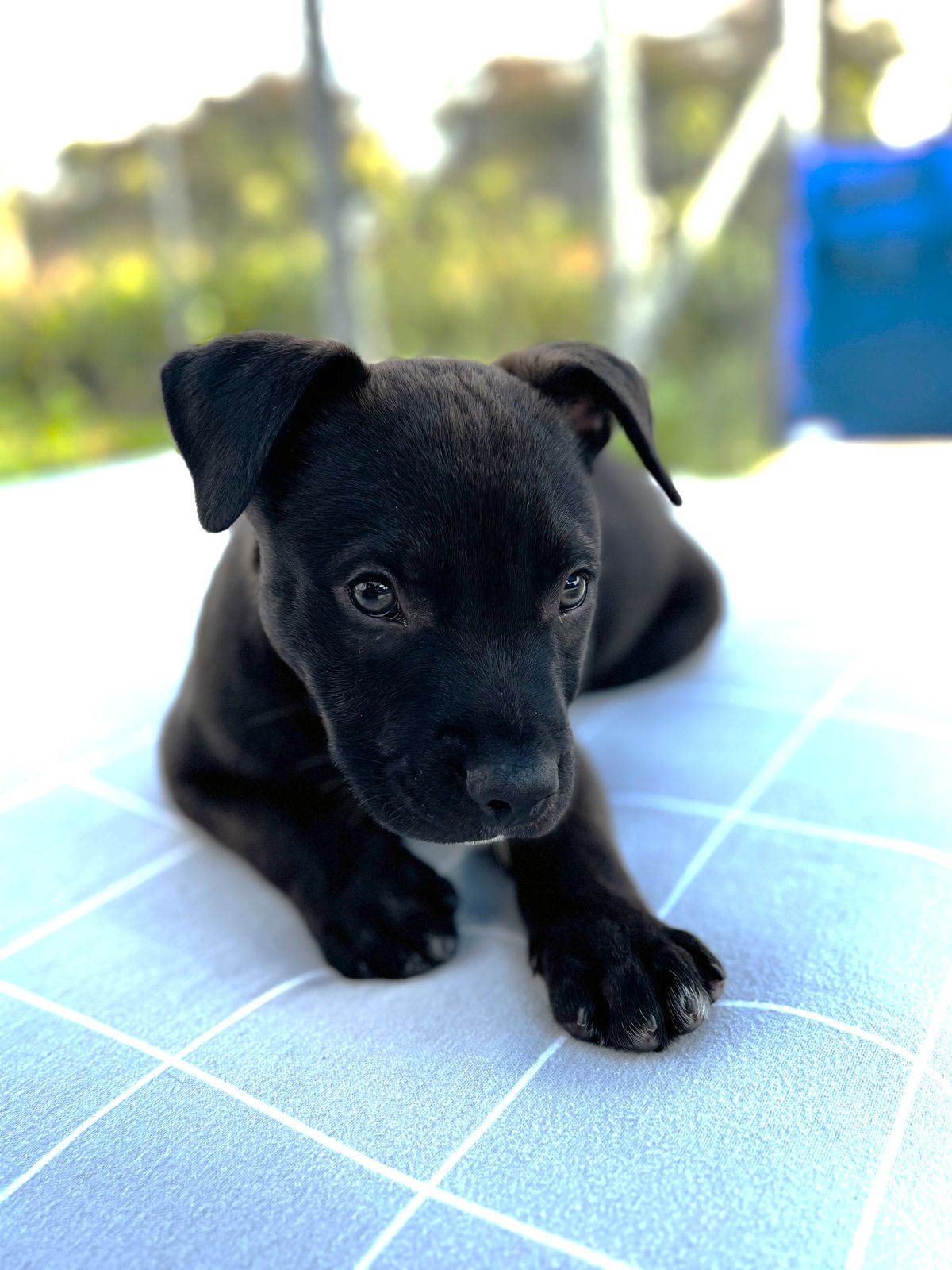 Gallery image: Romeo