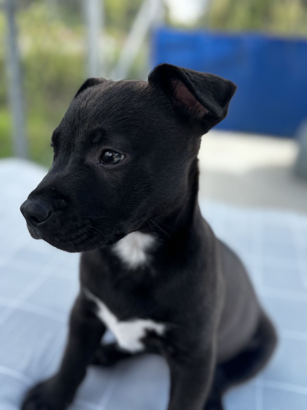 Gallery image: Romeo