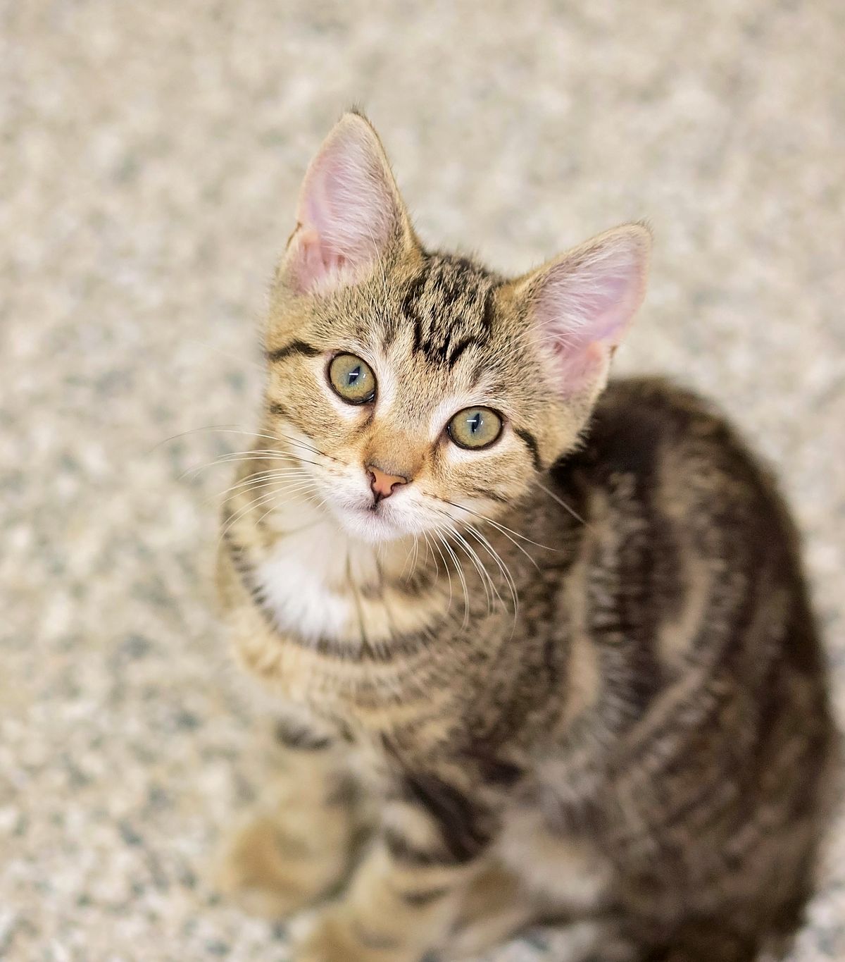 Gallery image: Lotto