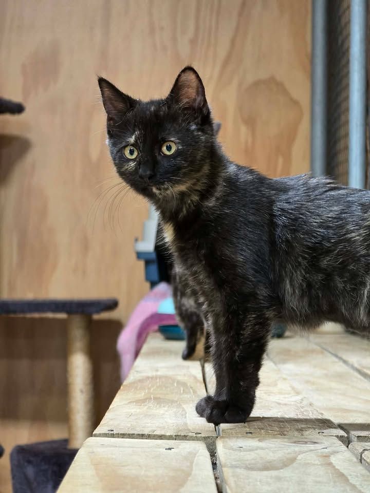 Gallery image: Custard