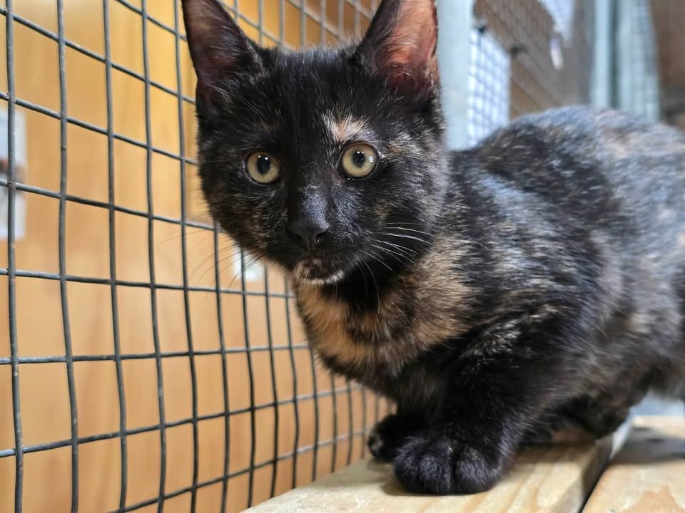 Gallery image: Cornflake