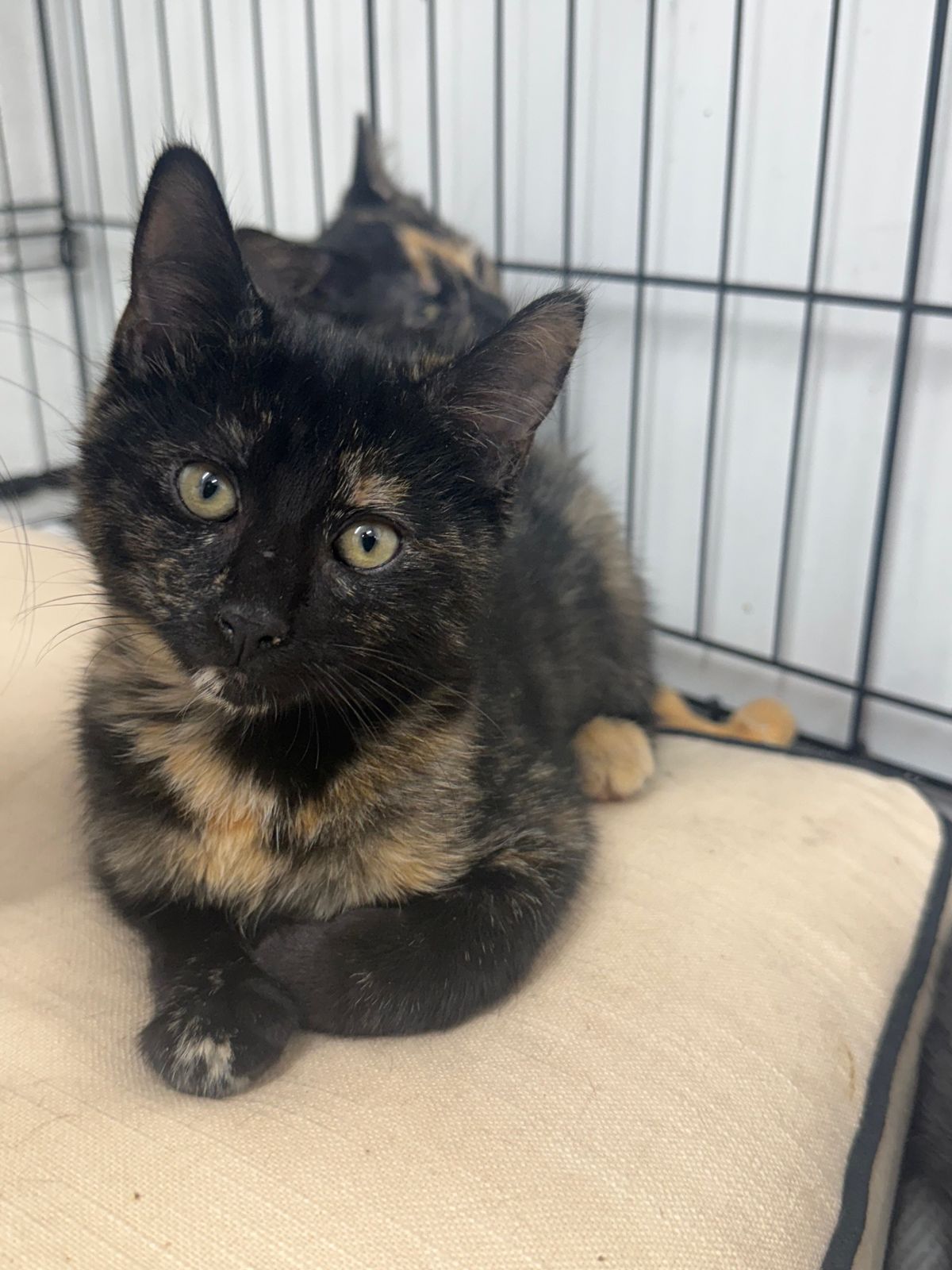 Gallery image: Cornflake