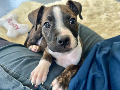 Kiara - Medium Cross Breed