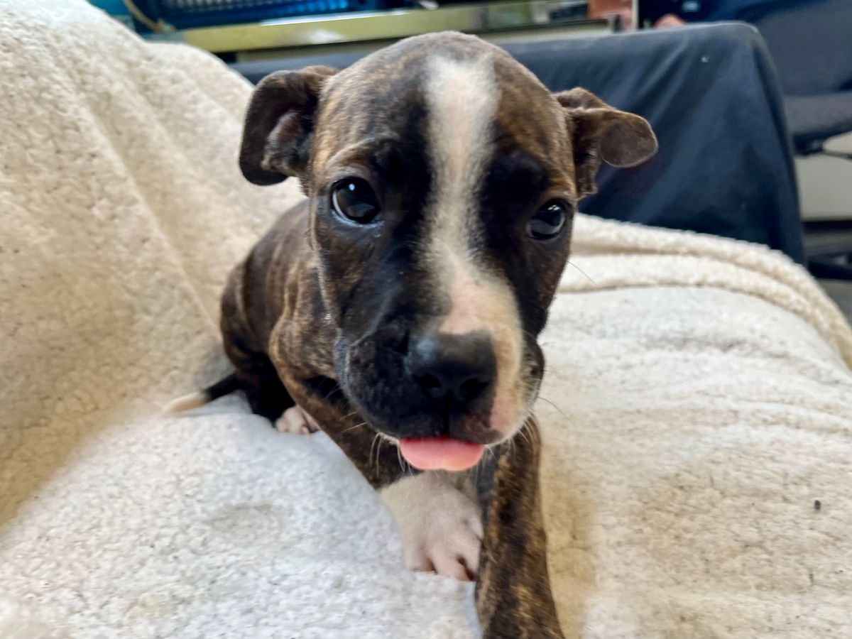 Gallery image: Kiara