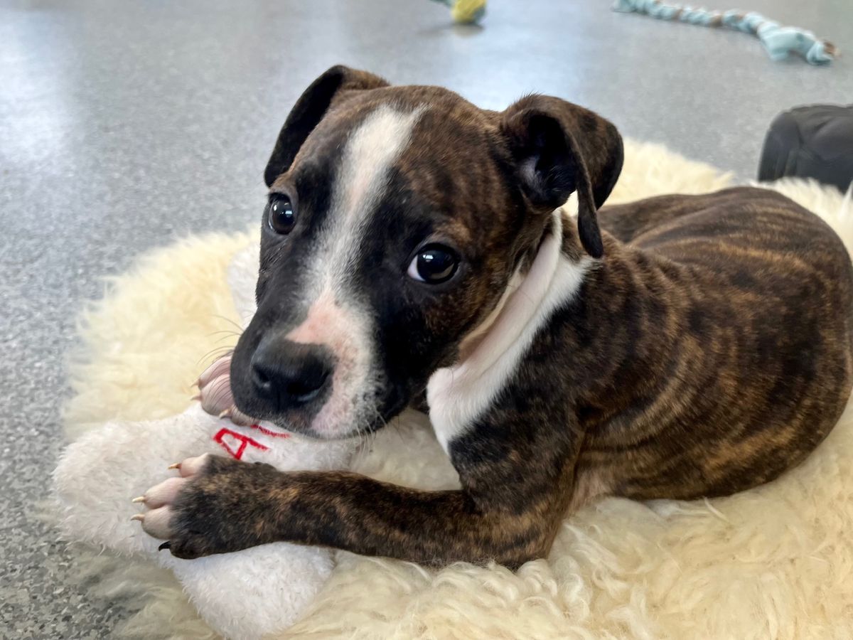 Gallery image: Kiara