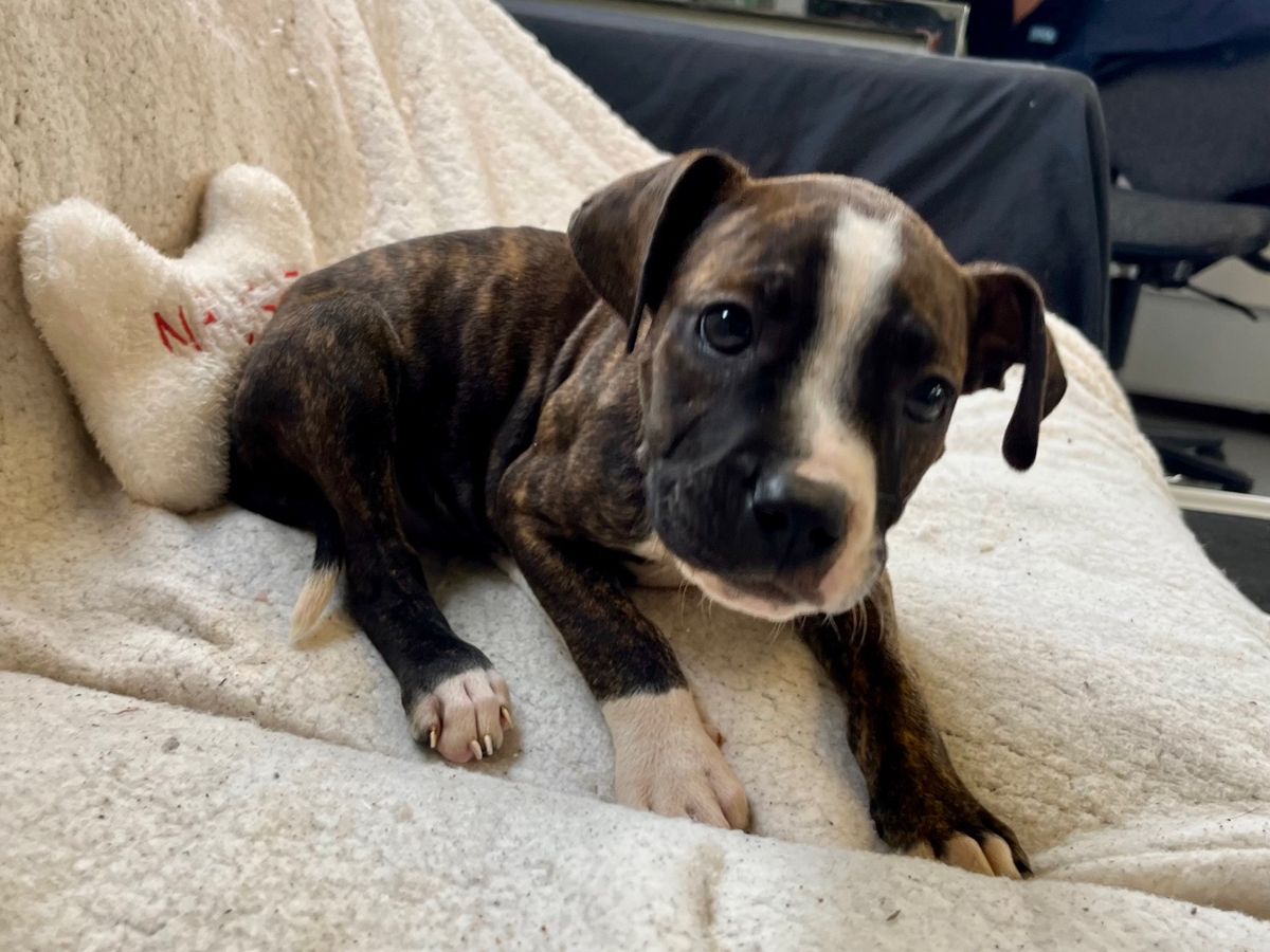 Gallery image: Kiara