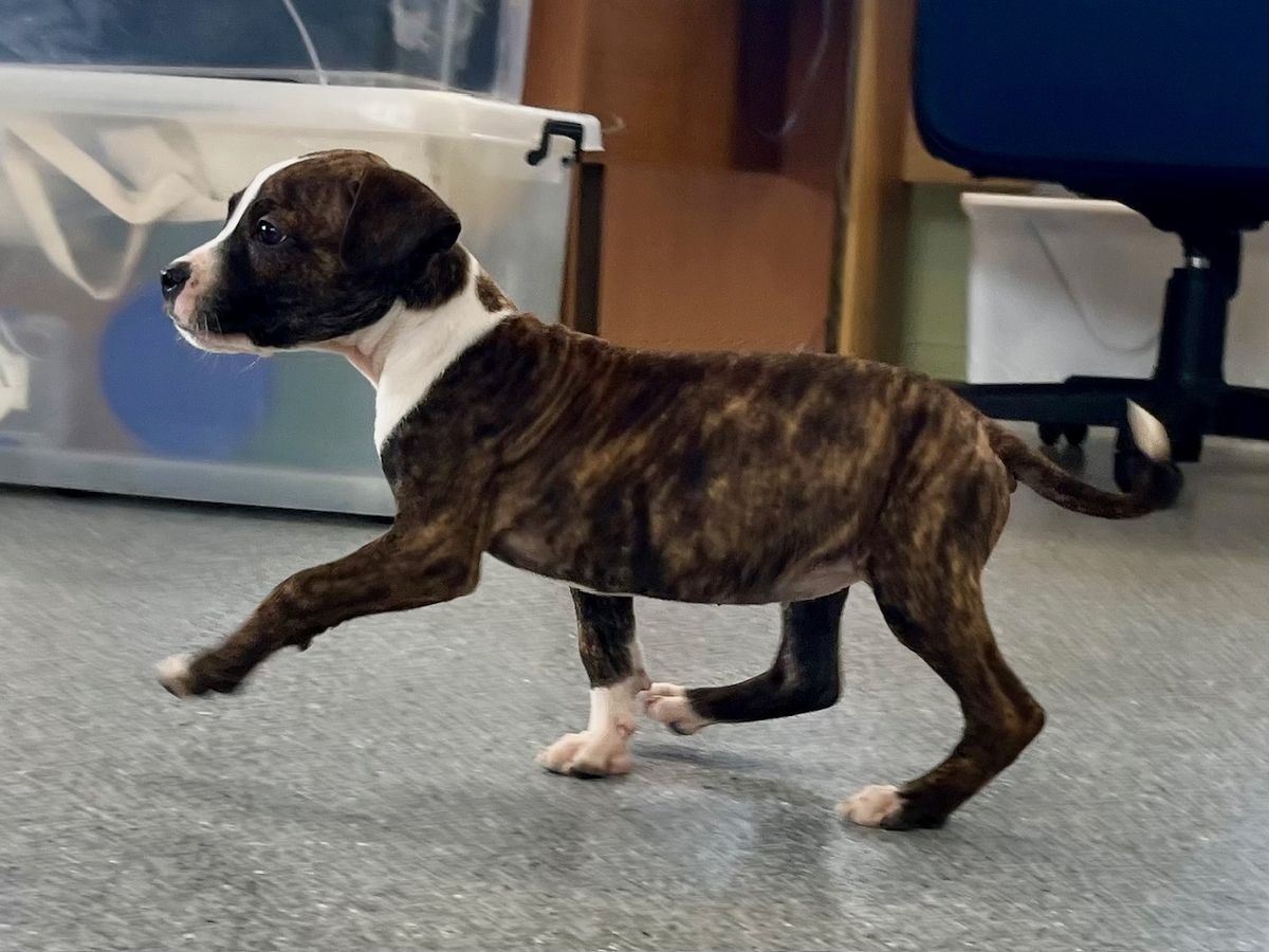 Gallery image: Kiara