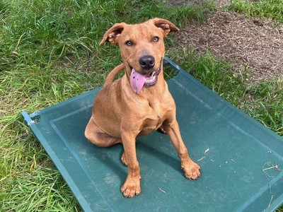 Lochie - Medium Cross Breed