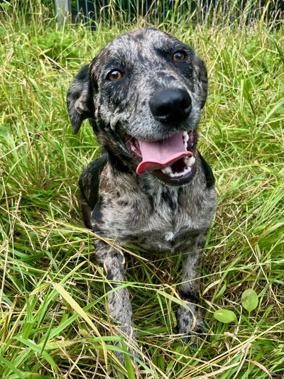 Nessie - Medium Cross Breed