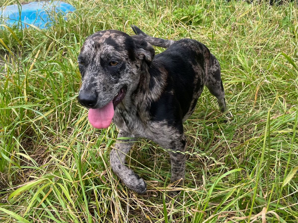 Gallery image: Nessie