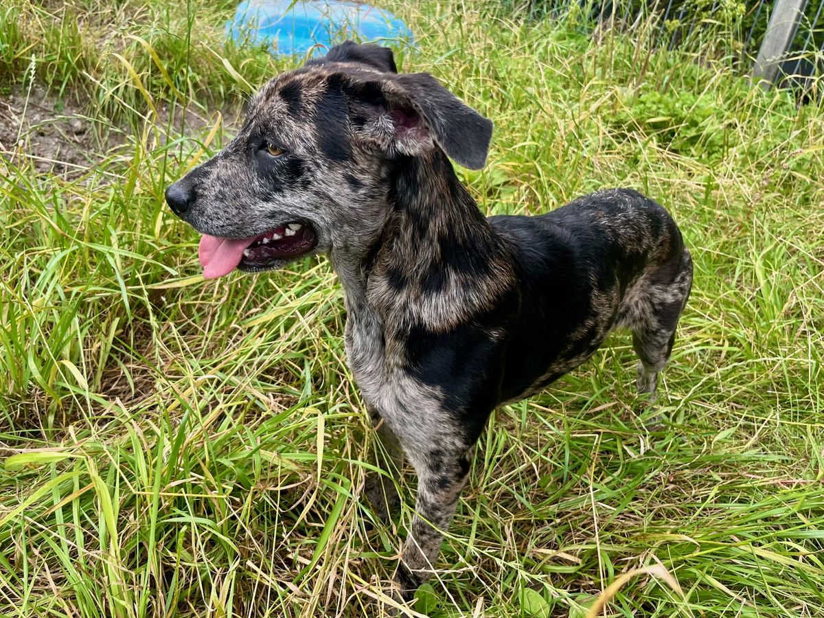 Gallery image: Nessie