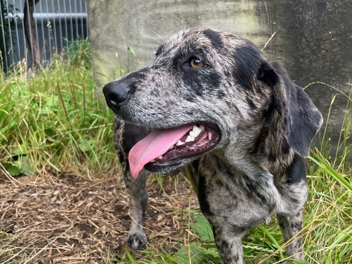 Gallery image: Nessie