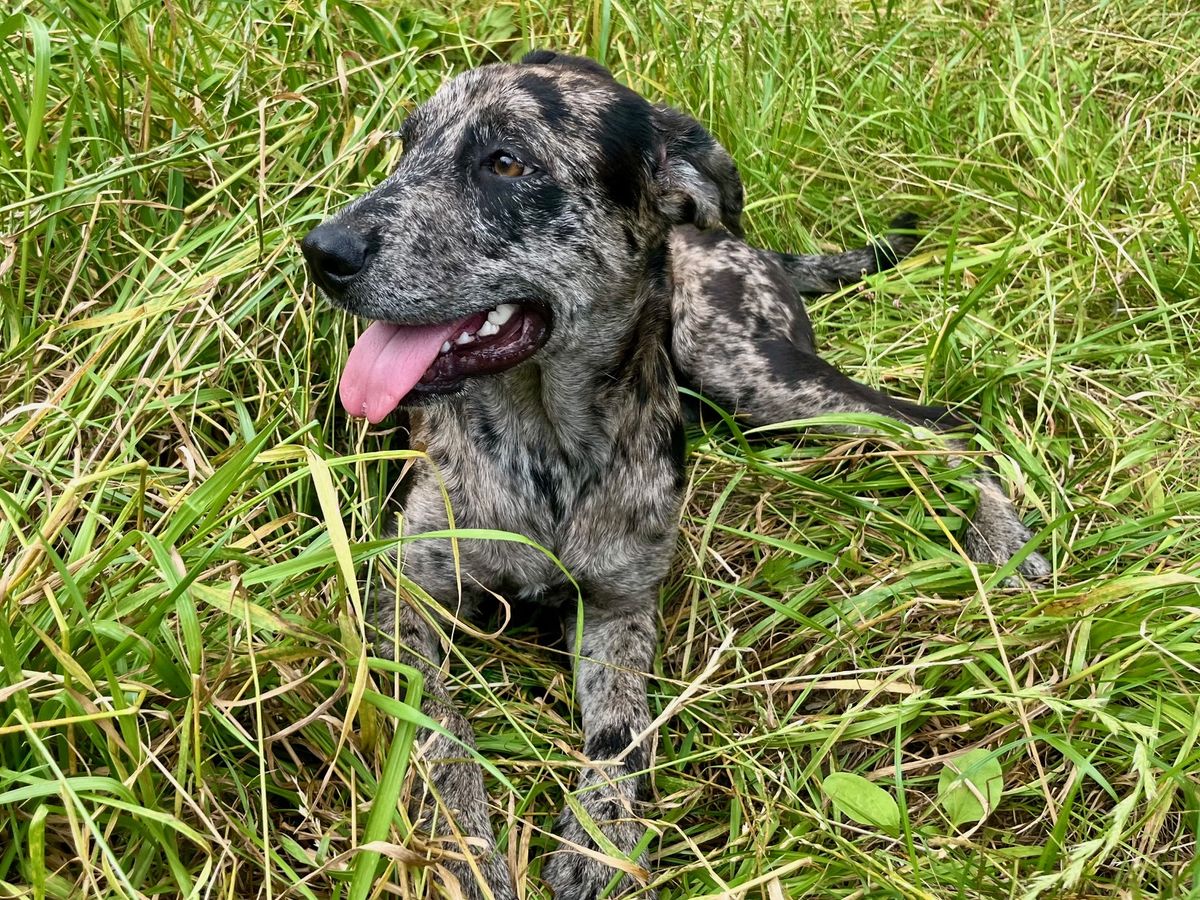 Gallery image: Nessie