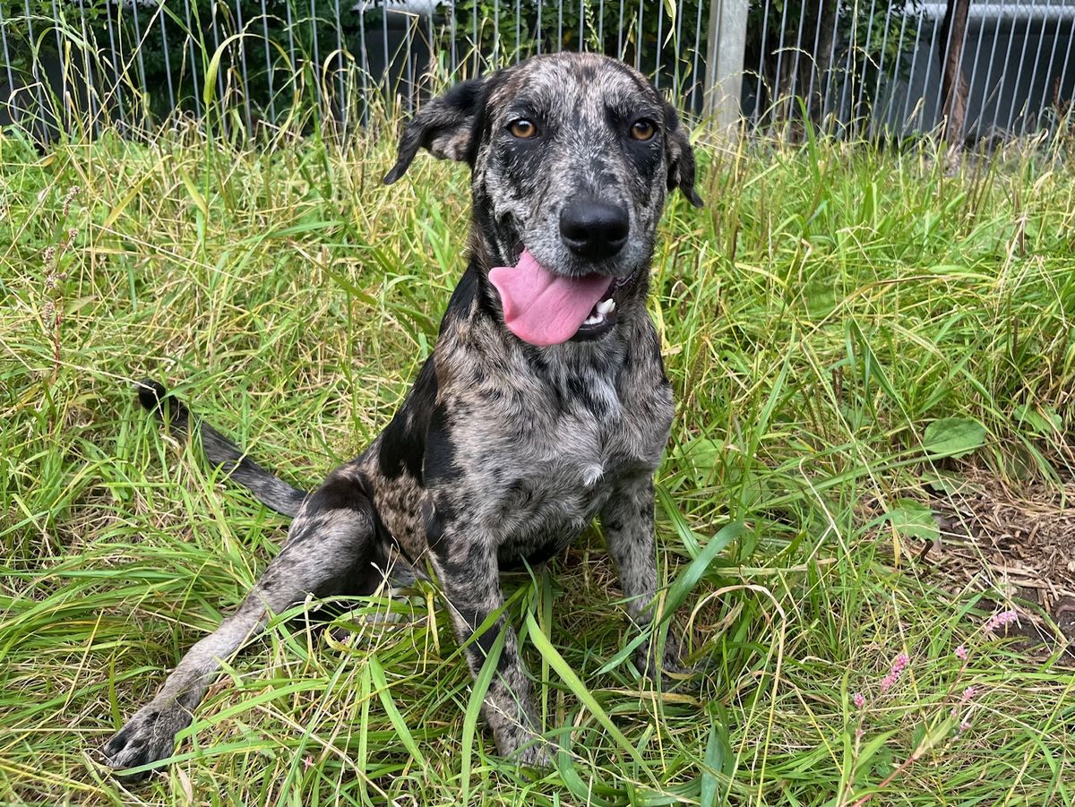 Gallery image: Nessie