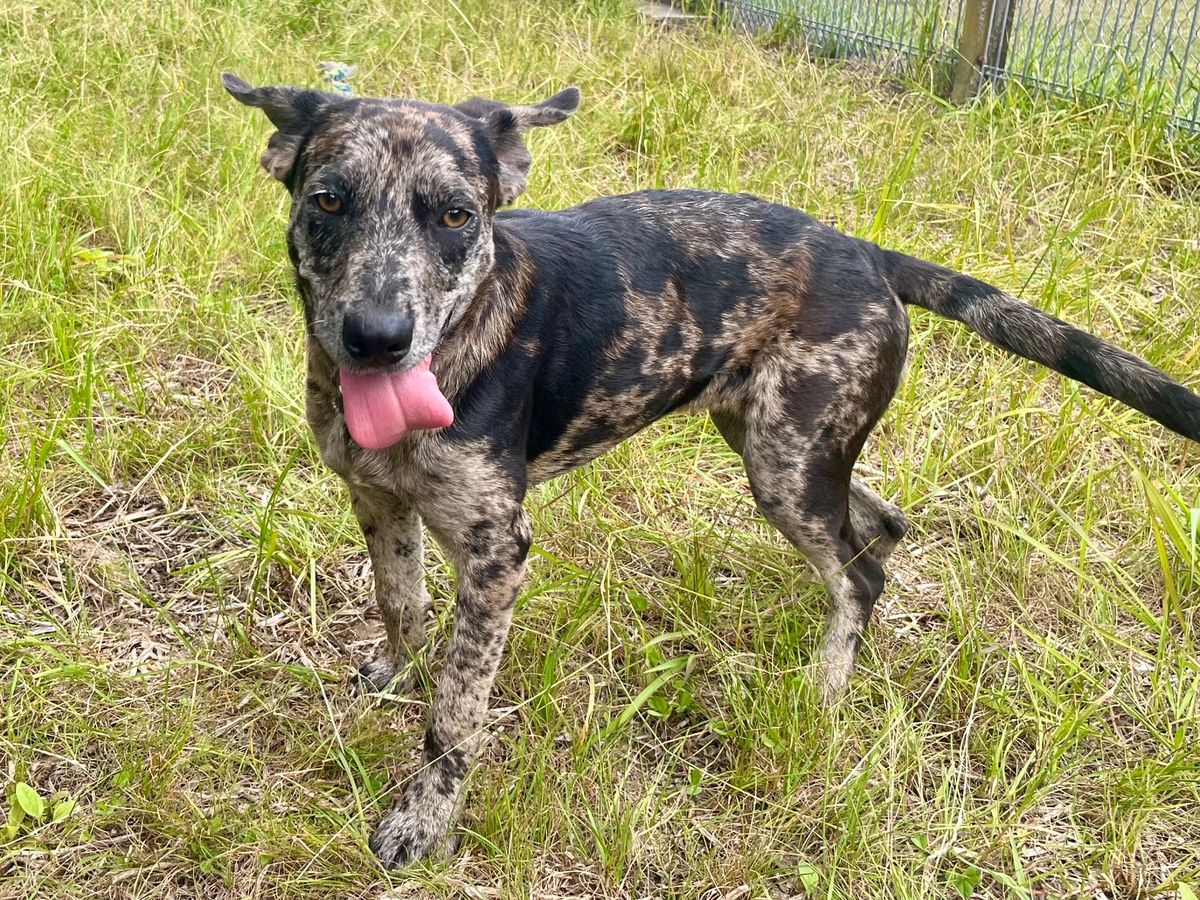 Gallery image: Nessie