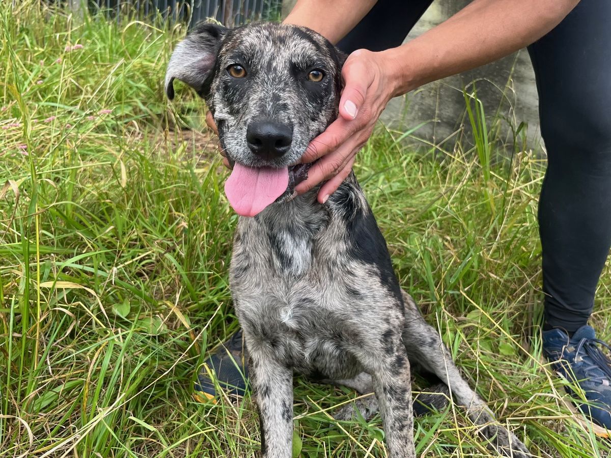 Gallery image: Nessie