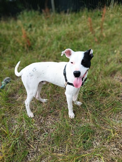 Zag - Bull Terrier