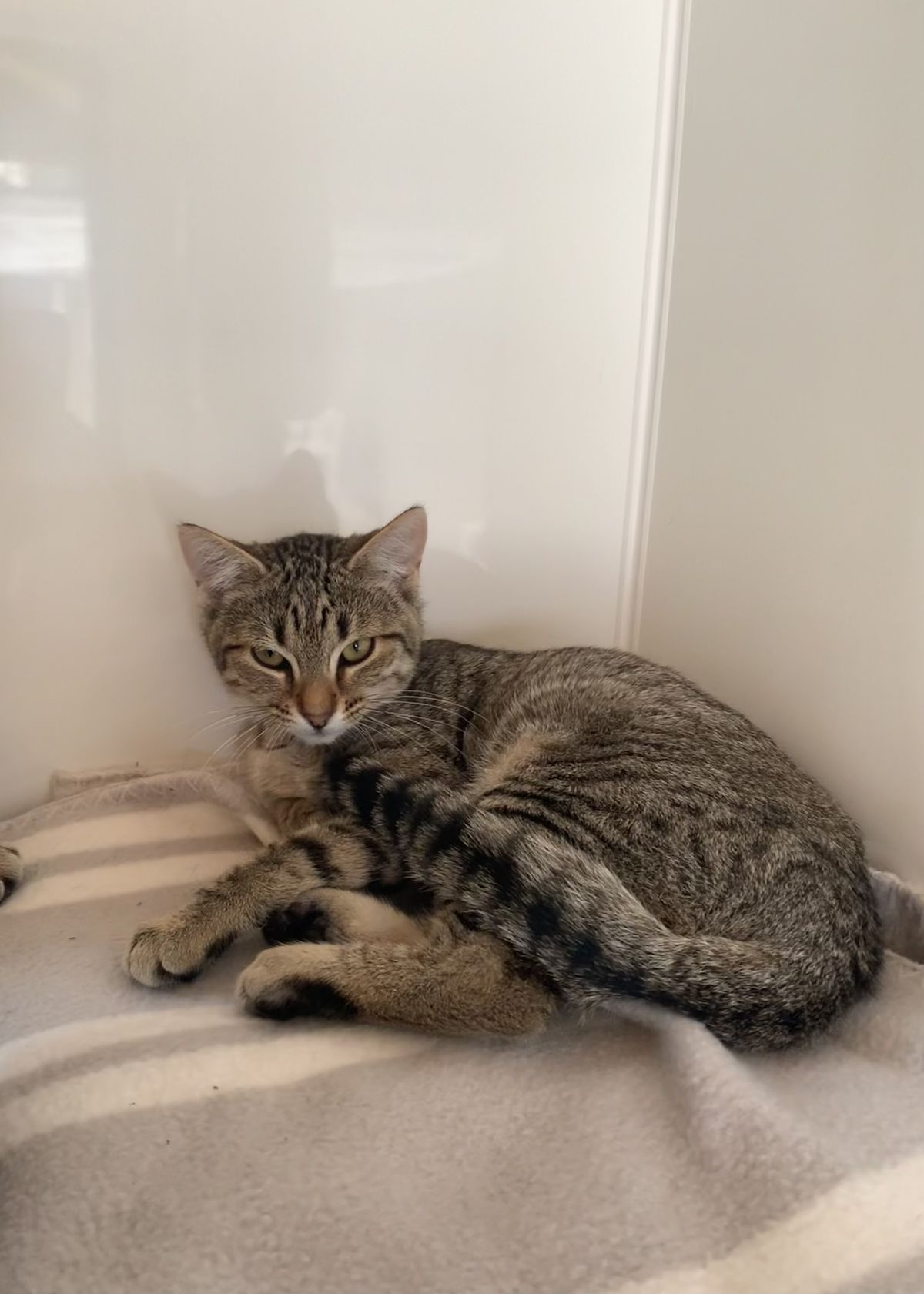 Gallery image: Yippee